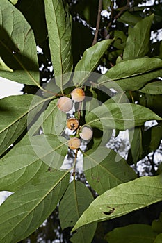 Diospyros lotus branch close up