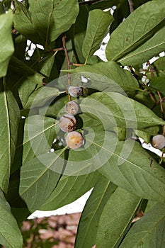 Diospyros lotus branch close up