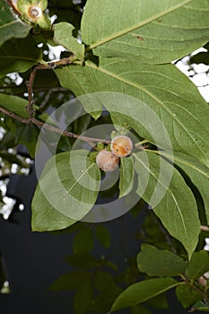 Diospyros lotus branch close up