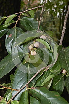 Diospyros lotus branch close up