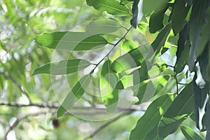Diospyros malabarica, the gaub tree, Malabar ebony, black-and-white ebony or pale moon ebony, is a species of flowering tree