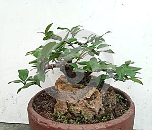 Diospyros Montana