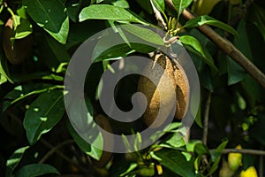 Diospyros peregrina. Diospyros discolour Bilati Gab growing on the Garden