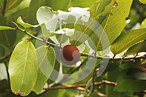 Diospyros peregrina (EBENACEAE) common names are Gaub persimon, Malabar Ebony, Gaab or gabtree, Riber Ebony, photo