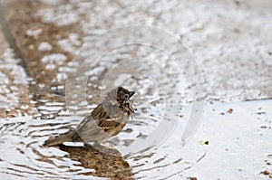 Dip in a Puddle