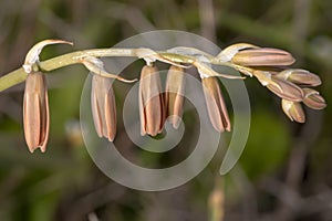 Dipcadi serotinum flower