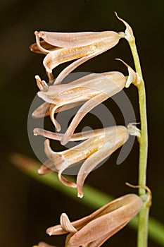 Dipcadi serotinum wildflower