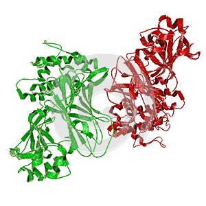 Diphtheria toxin at acidic pH photo