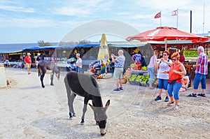 Dipkarpaz, Karpas Peninsula, Northern Cyprus - Oct 3rd 2018: Several older tourists taking pictures of wild donkeys with phones