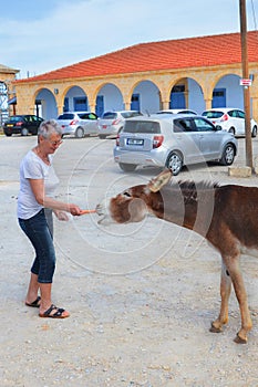 Dipkarpaz, Northern Cyprus - Oct 3rd 2018: Woman feeding a wild donkey with a carrot. Taken on a city street with parking lot in