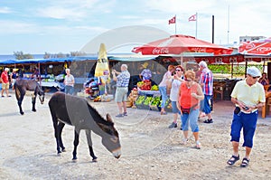Dipkarpaz, Rizokarpaso, Karpas Peninsula, Turkish Northern Cyprus - Oct 3rd 2018: Older tourists taking pictures of wild donkeys