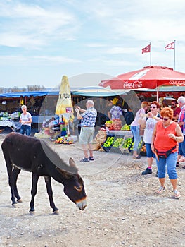 Dipkarpaz, Turkish Northern Cyprus - Oct 3rd 2018: Wild donkey on the outdoor fruit market. Tourists are taking pictures of the