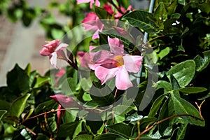 Dipladenia in bloom with leaves seen up close