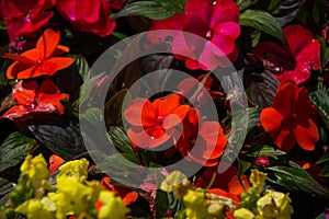 Dipladenia flower in a green background