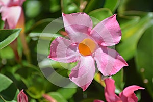 Dipladenia, Mandevilla Sanderi, is a annual shrub. With showy pink, red, raspberry splash blooms in Glendale, Maricopa County, Ari
