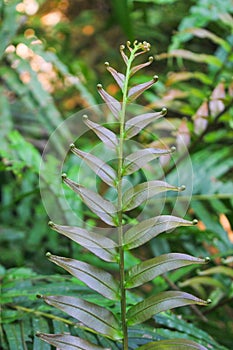 Diplazium esculentum leaves Athyriaceae asia nature images photo