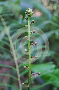 Diplazium esculentum leaves Athyriaceae asia nature images photo