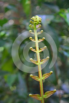 Diplazium esculentum leaves Athyriaceae asia nature images photo