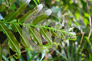 Diplazium esculentum leaves Athyriaceae asia nature images photo