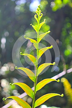 Diplazium esculentum leaves Athyriaceae asia nature images photo