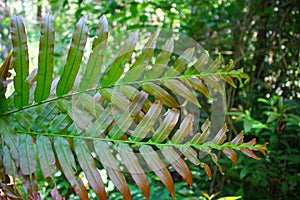 Diplazium esculentum leaves Athyriaceae asia nature images photo