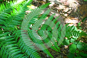 Diplazium esculentum leaves Athyriaceae asia nature images photo