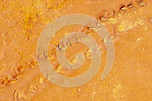 Diplichnites Arthropod Trackways