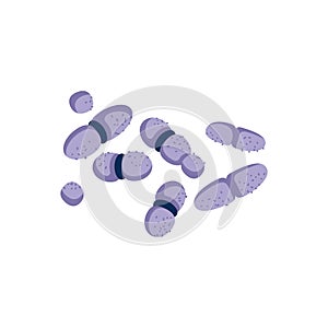 Diplobacillus or staphylococcus bacterial microorganisms