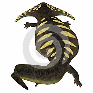 Diplocaulus Amphibian Tail