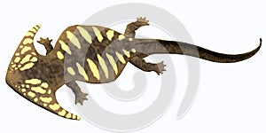 Diplocaulus Permian Amphibian