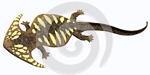 Diplocaulus Permian Amphibian photo