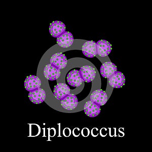 Diplococci structure. Bacteria diplococcus. Infographics. Vector illustration on isolated background photo