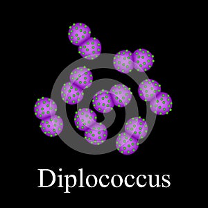 Diplococci structure. Bacteria diplococcus. Infographics. Vector illustration on isolated background