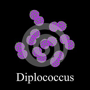 Diplococci structure. Bacteria diplococcus. Infographics. Vector illustration on isolated background