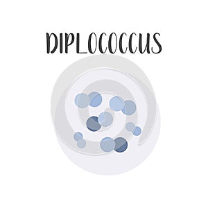 Diplococcus. Bacteria classification. Spherical shapes of bacteria, cocci. Morphology. Microbiology.