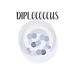 Diplococcus. Bacteria classification. Spherical shapes of bacteria, cocci. Morphology. Microbiology. photo