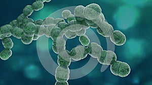 Diplococcus bacteria