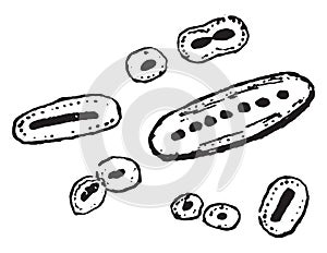 The diplococcus of pneumonia, vintage engraving