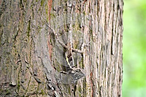 Diploderma swinhonis climbing on plant branches