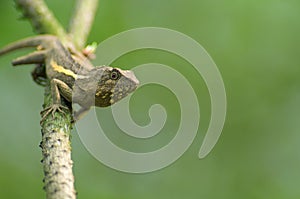 Diploderma swinhonis (Taiwan japalure) on tree branch , lizard, wildlife, animals, nature