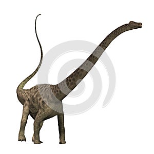 Diplodocus 01