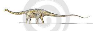 Diplodocus dinosaur photo-realistc rendering, with full skeleton superimposed.