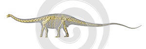 Diplodocus dinosaur silhouette, with full photo-realistic skeleton.