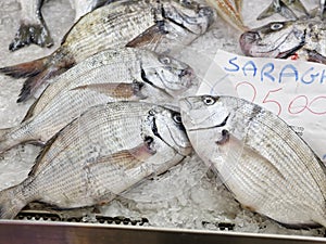 Diplodus Sargus white seabream bream blacktail mediterranean fish