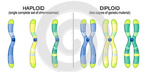 Diploid and Haploid chromosomes