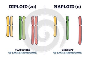 Diploid vs haploid as complete chromosome sets comparison outline diagram