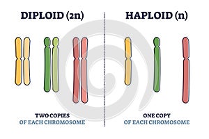 Diploid vs haploid as complete chromosome sets comparison outline diagram photo
