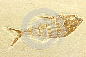 Diplomystus fish fossil