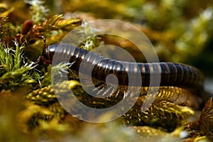Diplopoda in Sweden