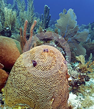 Diploria labyrinthiformis - Groved brain coral photo